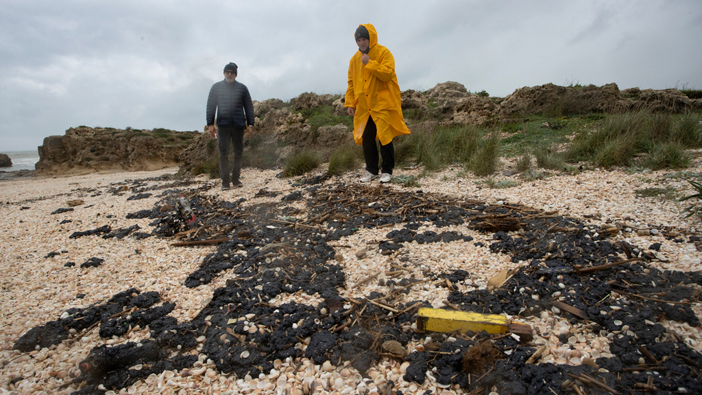 חוף דור זיהום הזפת אסון אקולוגי