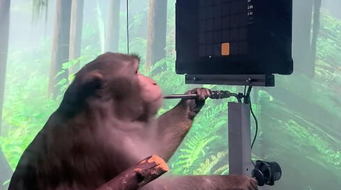 קוף משחק בכוח המחשבה בניסוי של נוירלינק, צילום: youtube