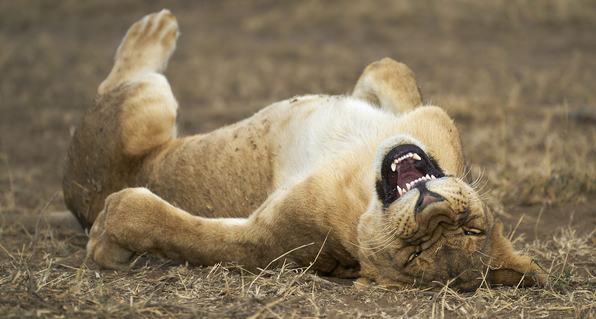 פוטו צילומים מצחיקים של חיות 2021  אריה