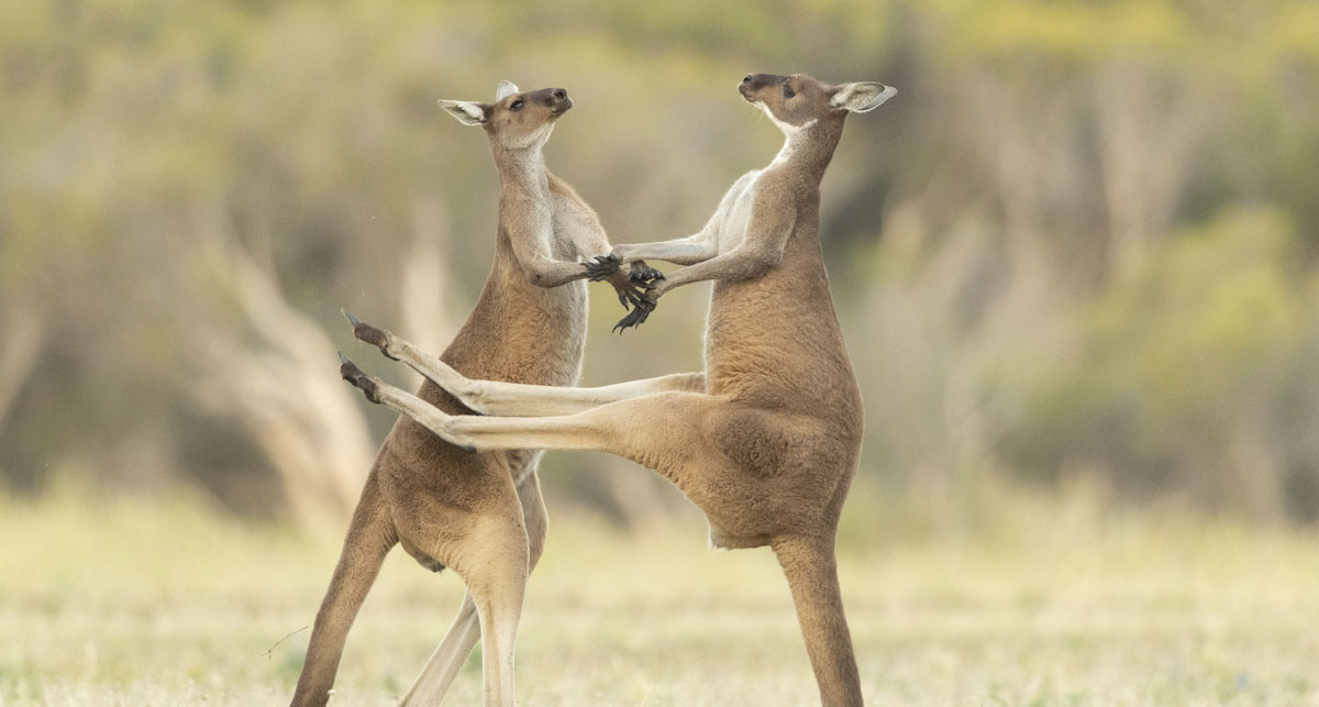 פוטו צילומים מצחיקים של חיות 2021  קנגורו