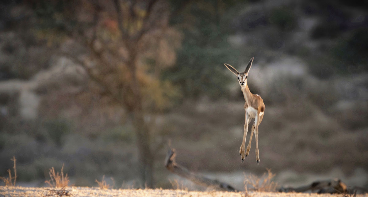 פוטו צילומים מצחיקים של חיות 2021 אנטילופה 