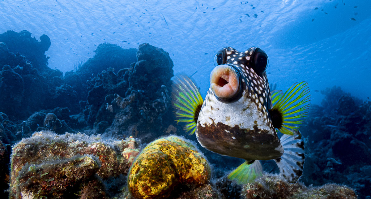 פוטו צילומים מצחיקים של חיות 2021 דג 