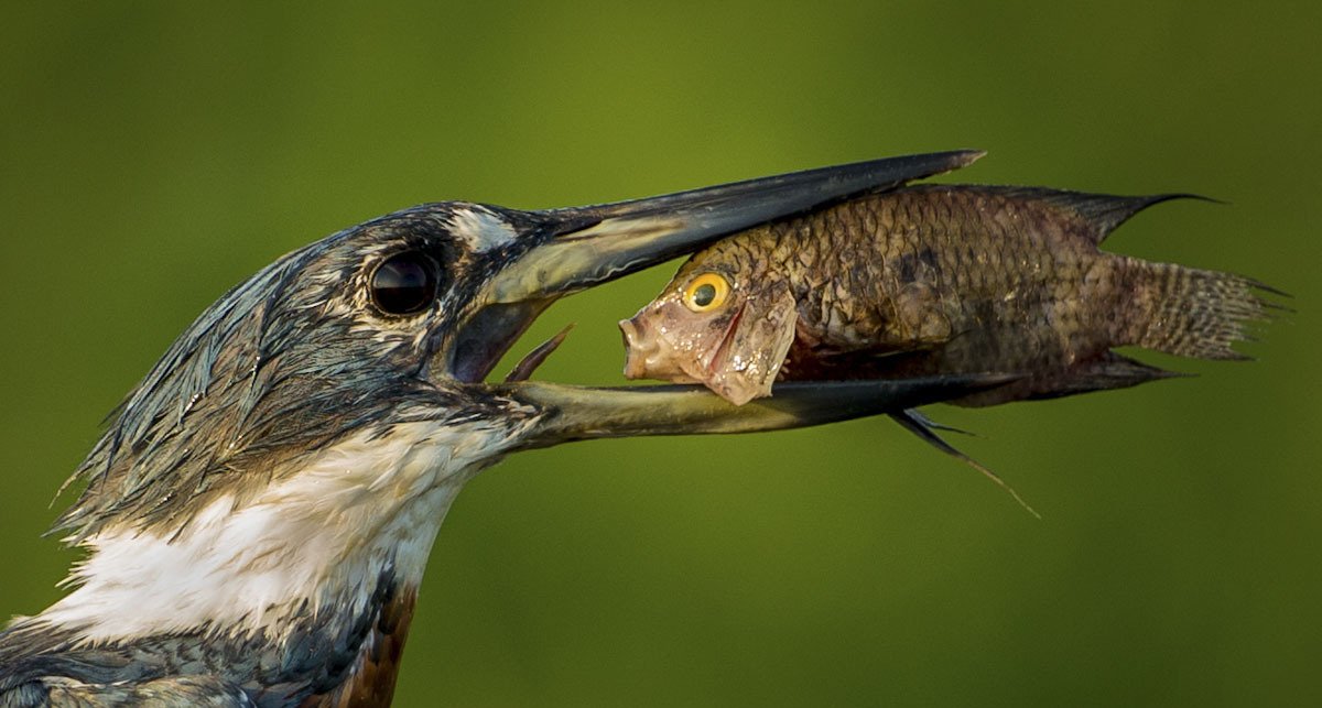 פוטו צילומים מצחיקים של חיות 2021 ציפור ודג 