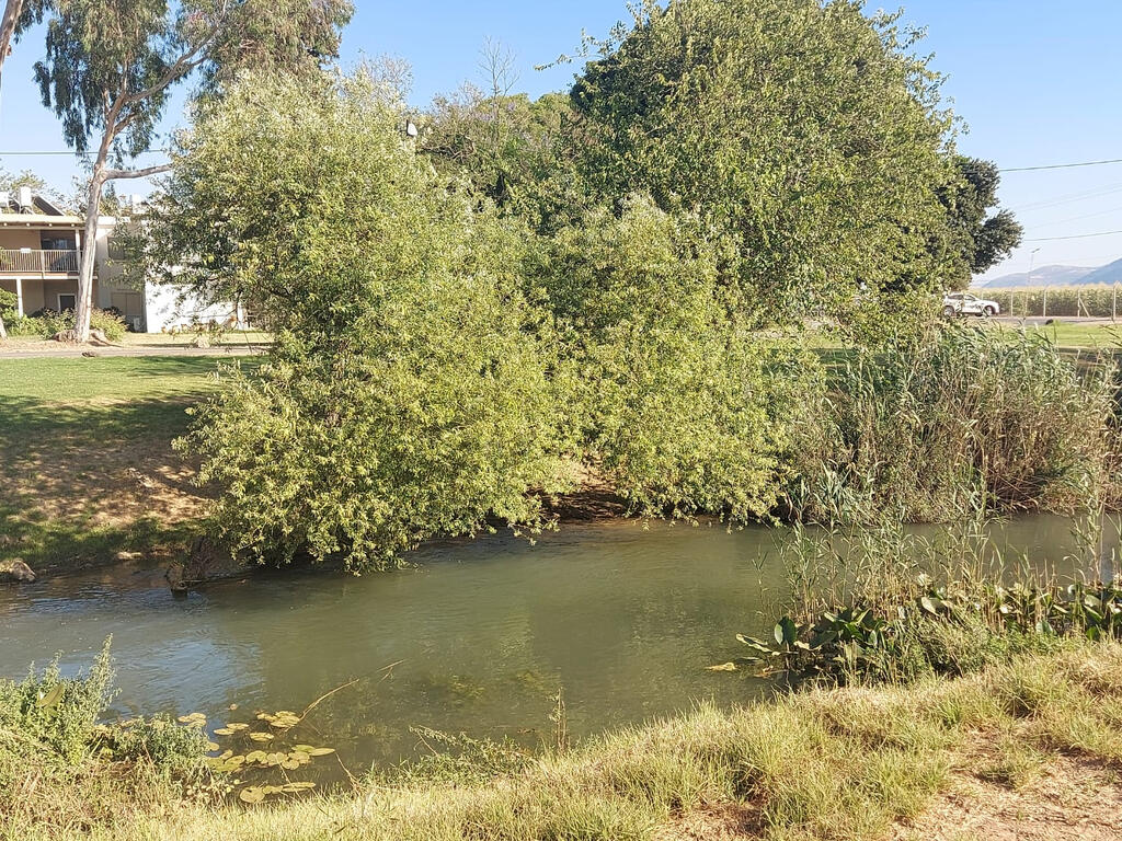 נהר הירדן ליד קיבוץ נאות מרדכי. מנהל הקהילה: “אנחנו כל בוקר קמים ויודעים שזה לא שלנו” (צילום: אהרון דמרי מוביל קבוצת לא תיקחו לנו את הטבע) נהר הירדן ליד קיבוץ נאות מרדכי