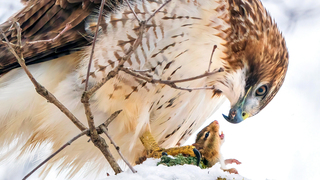 פוטו תחרות צילומי ציפורים Audubon      Red-tailed Hawk, צילום: Steve Jessmore