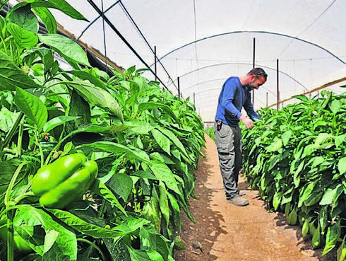 Agriculture in Israel. Agriculture in Israel.