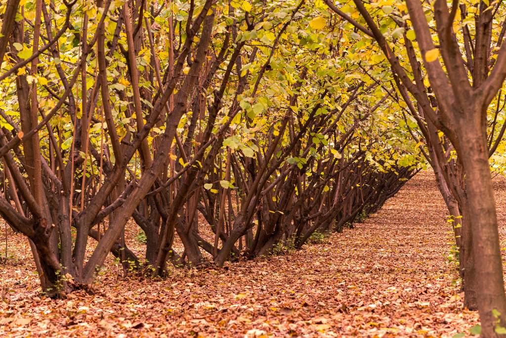 מטע עצים אגוזי לוז