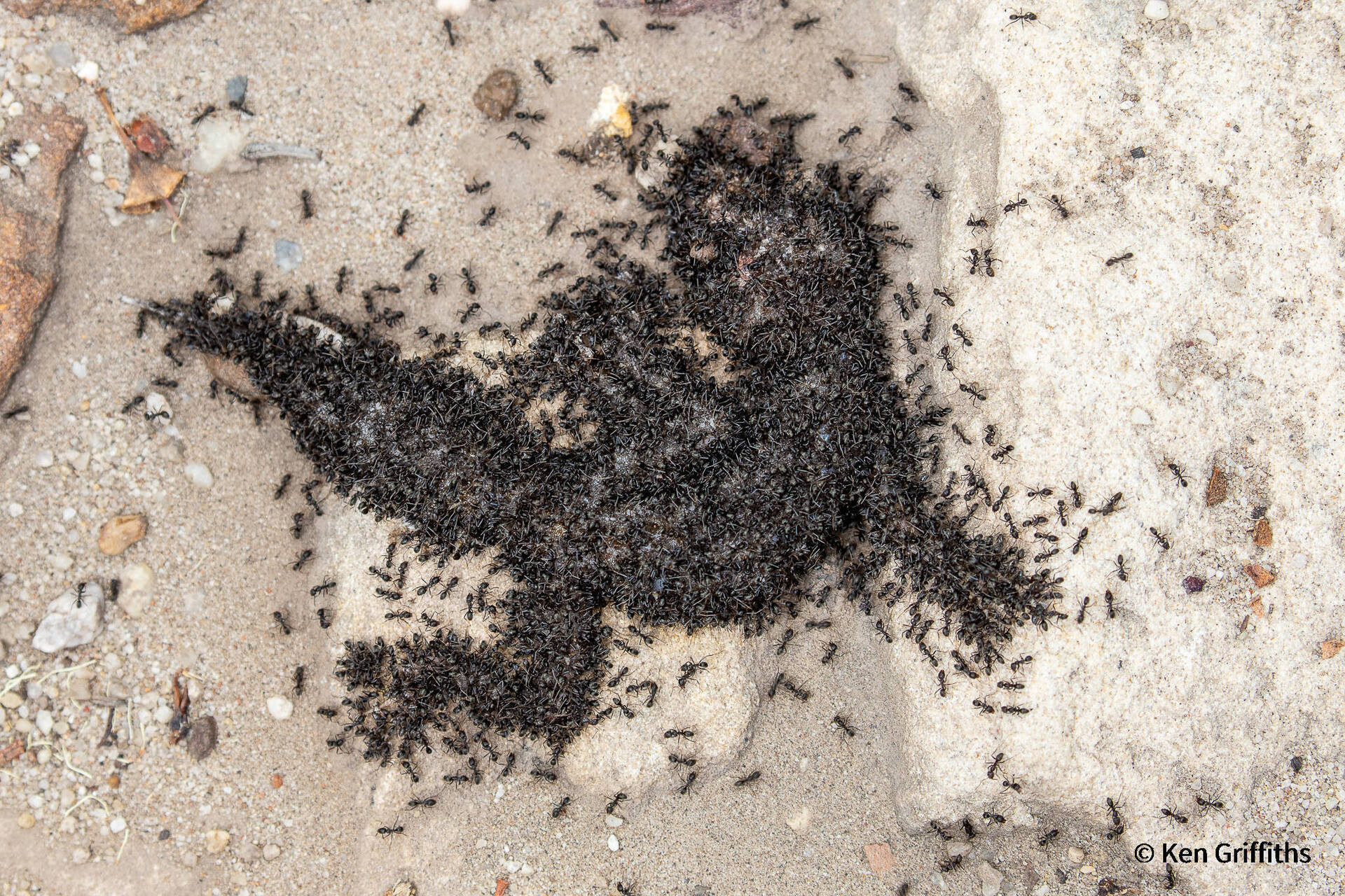 Photo Nature Photography Competition Australia Crocodile-eating ants