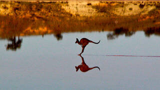 פוטו תחרות צילומי טבע אוסטרליה קנגורו על המים , צילום: Christian Spencer