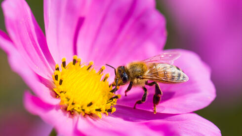 Beewise raises $80 million Series C, including from Abu Dhabi investment fund - Vimarsana News