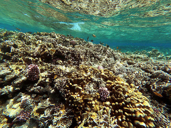 שונית אלמוגים בשארם א-שיח' סיני מצרים
