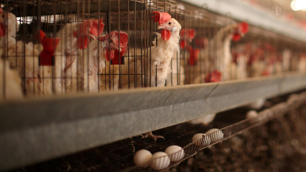לולים לול תרנגולות חממה משתלה 