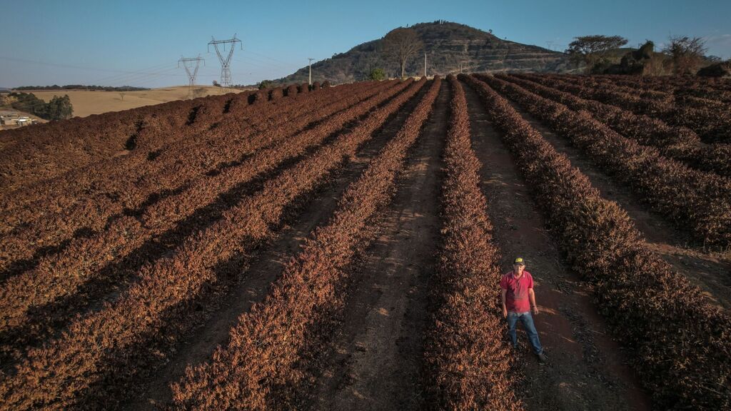חקלאי ב ברזיל ב מטע קפה שניזוק ב קרה קיצונית