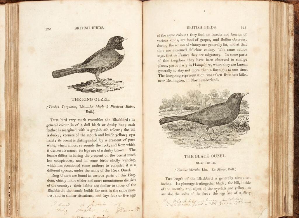 ספר ציפורים תומאס ביואיק ספריית הורנספילד