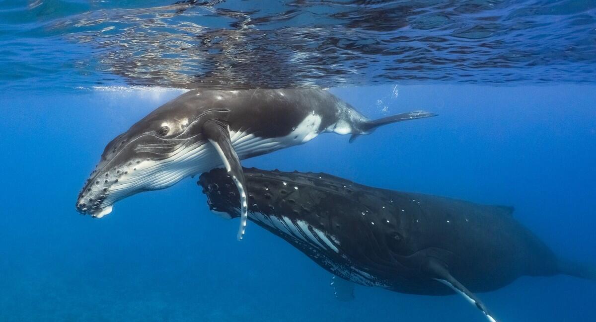 פוטו תחרות צילומים מתחת למיים לווייתן 