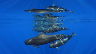 פוטו תחרות צילומים מתחת למיים משפחת כרישים, צילום: Eduardo Acevedo