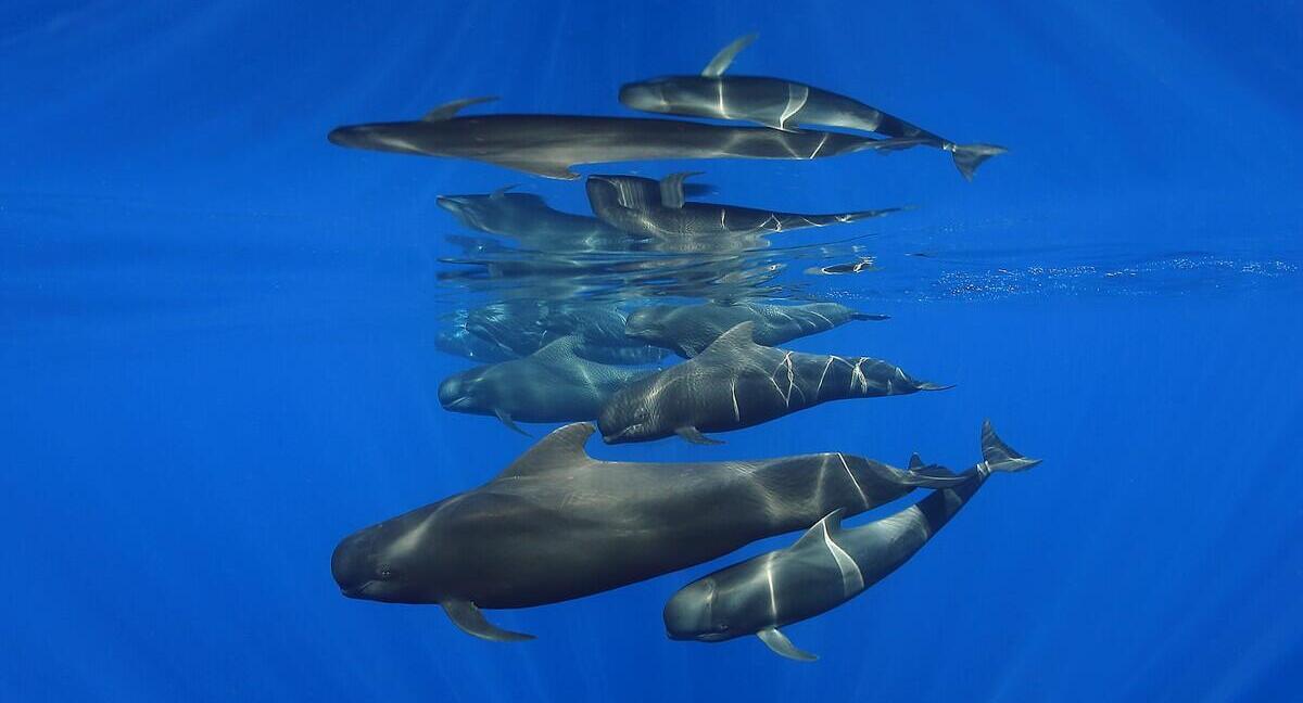 פוטו תחרות צילומים מתחת למיים משפחת כרישים