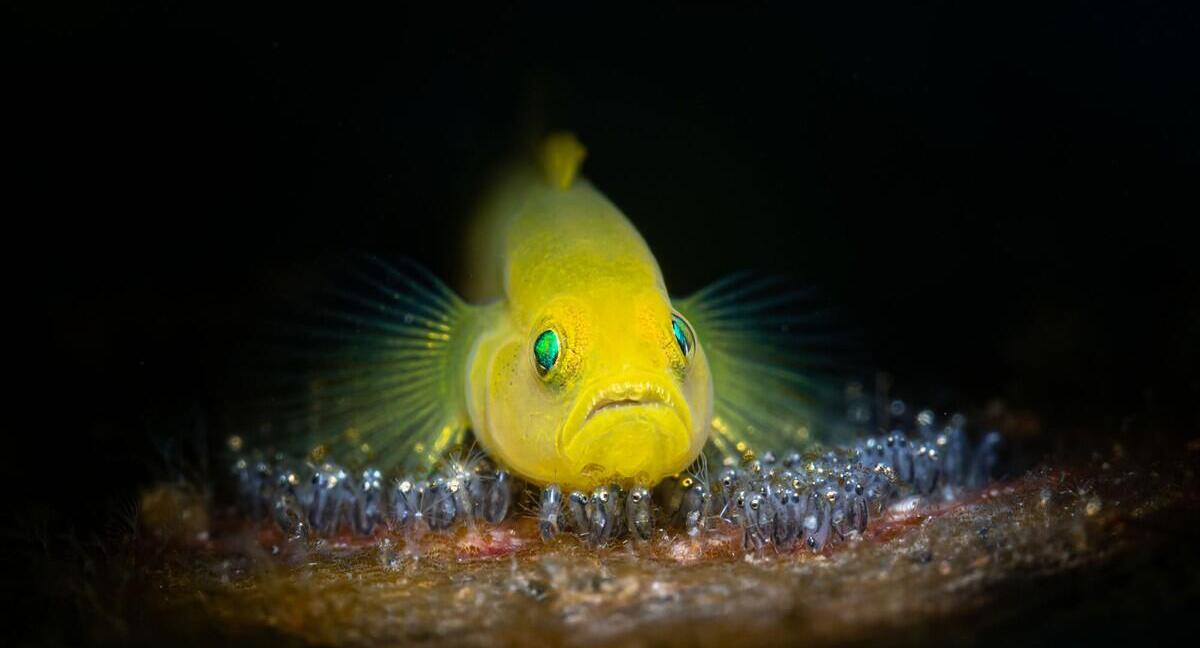 פוטו תחרות צילומים מתחת למיים ביצי דגים