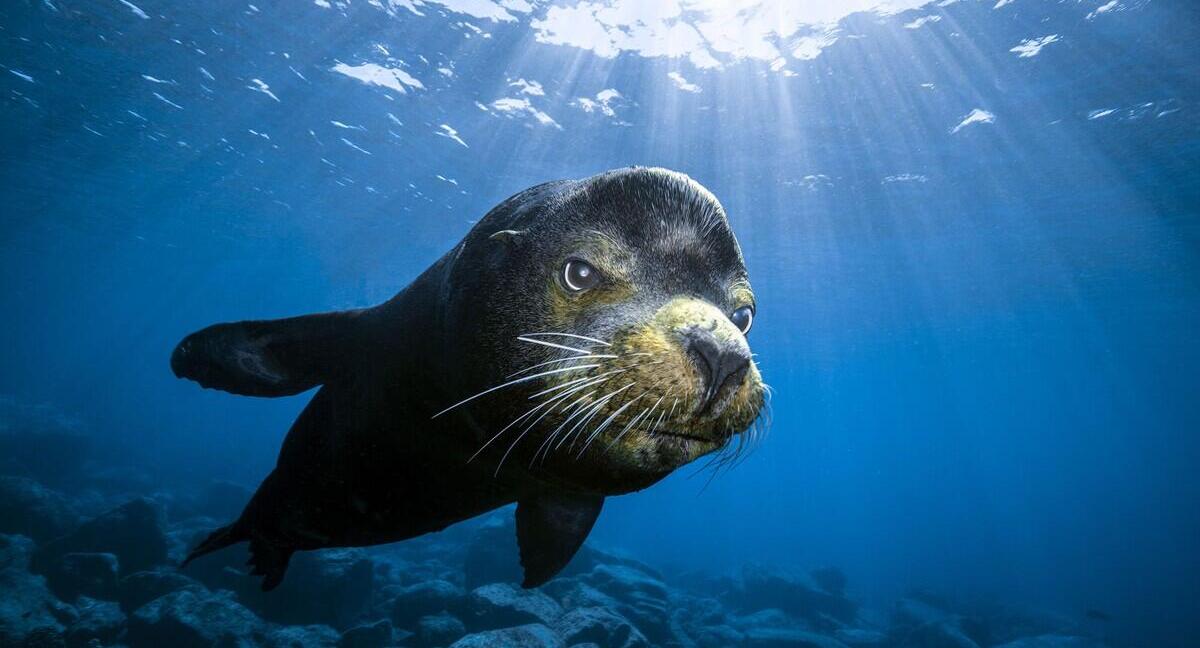 פוטו תחרות צילומים מתחת למיים כלב ים 