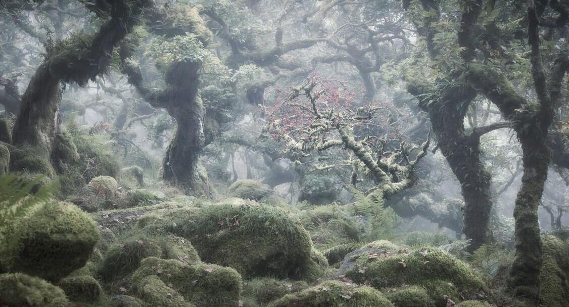 פוטו תחרות צילומי נופים יער בריטניה 