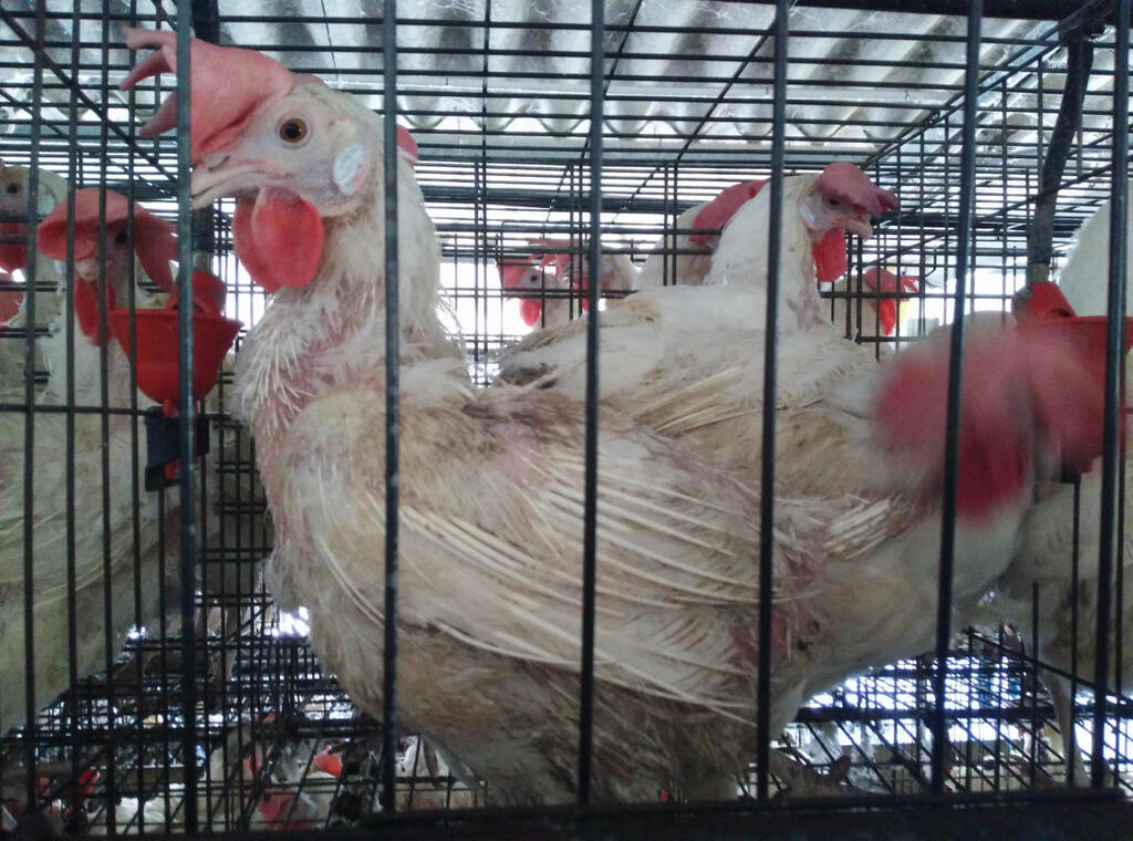 לול תרנגולות תרנגולת כלוב