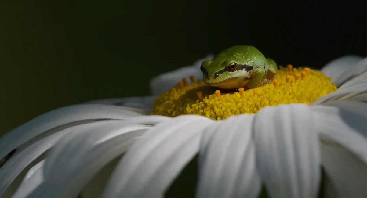 פוטו תמונות זוכות מתחרות צילומי טבע צפרדע 