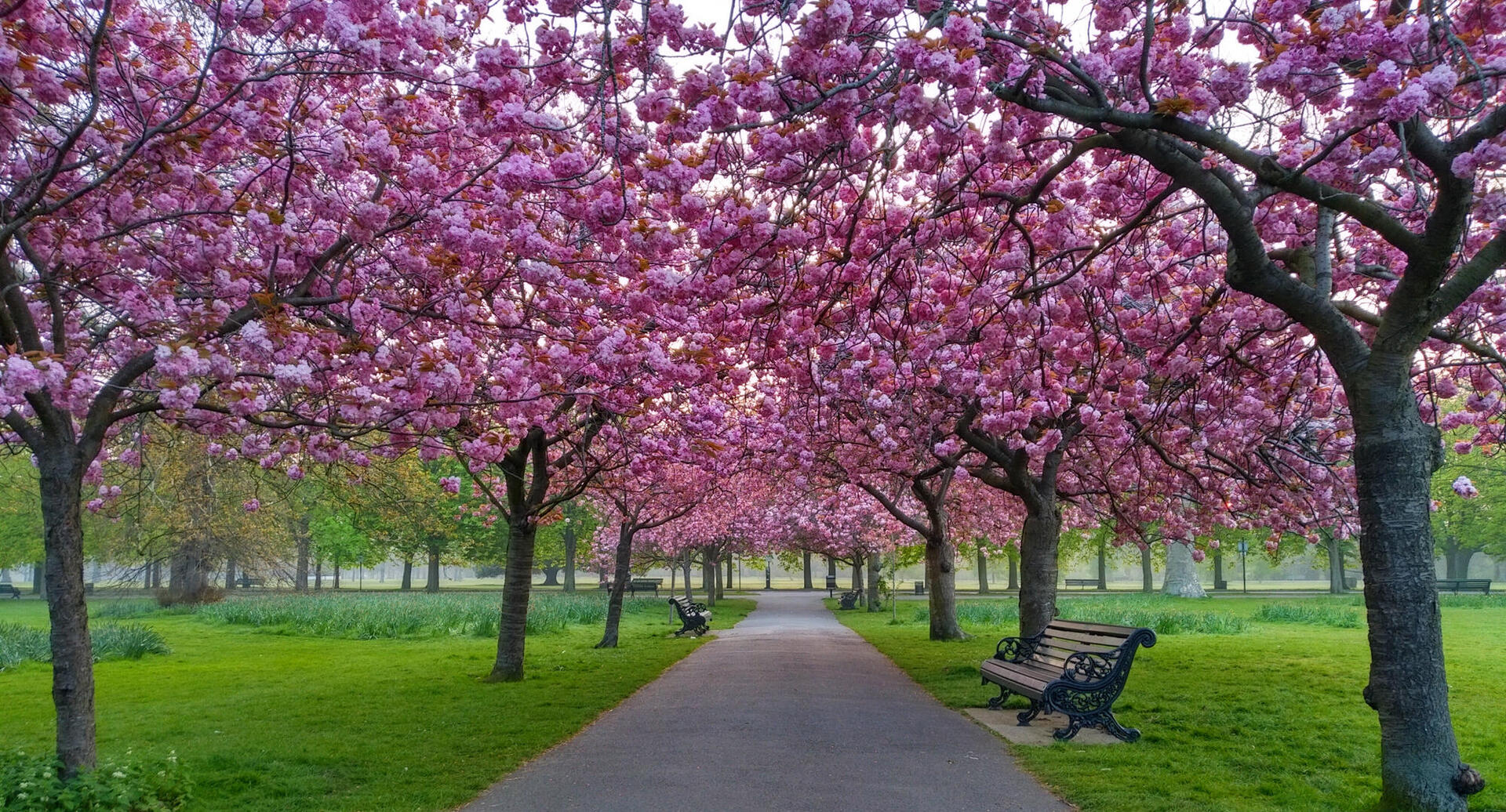 פוטו פריחות אביב לונדון