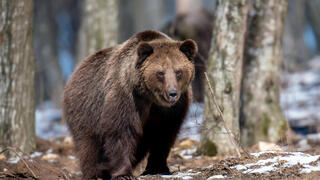 דב דוב דובים שוק דובי וול סטריט בורסה ירידות שערים, צילום: שאטרסטוק