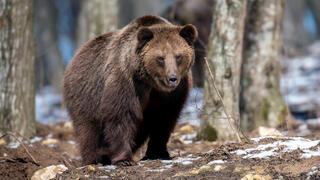 דב דוב דובים שוק דובי וול סטריט בורסה ירידות שערים, צילום: שאטרסטוק