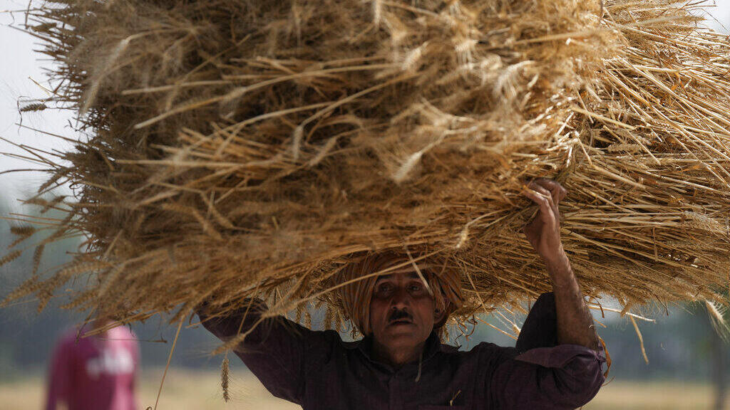 הודו אוסרת על יצוא חיטה לאחר שגל חום כבד פגע ביבולים