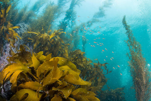 Oceans naturally absorb carbon dioxide through their kelp forests, such as this one pictured. 