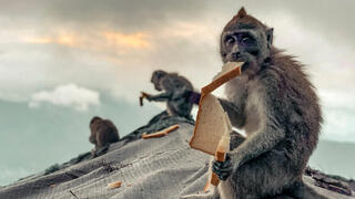 פוטו תחרות צילומי טבע עירוני קופים, צילום: Barak / Picfair