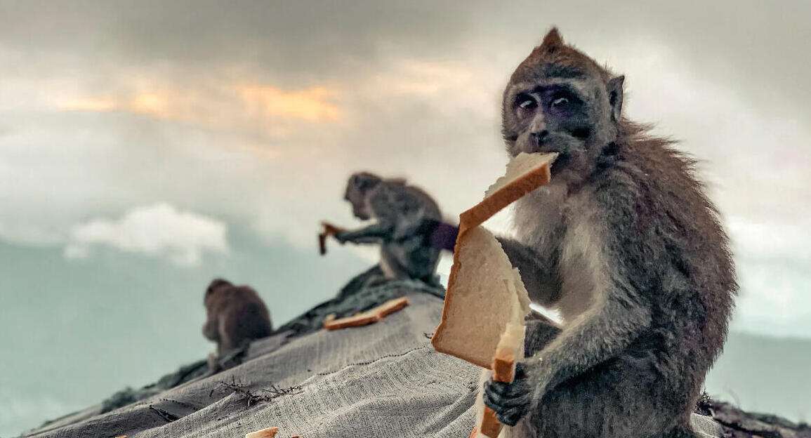 פוטו תחרות צילומי טבע עירוני קופים