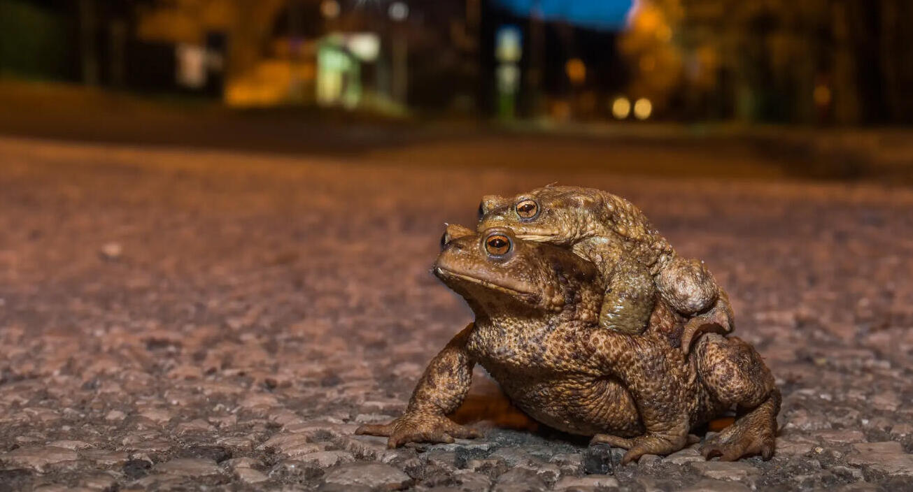 פוטו תחרות צילומי טבע עירוני צפרדעים 