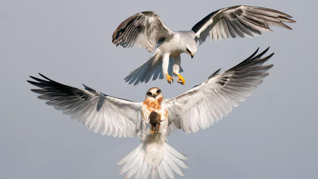 תעופו על זה: תמונות נדירות של ציפורים בטבע 