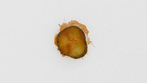 העבודה Pickle של האמן מתיו גריפין (צילום: באדיבות Matthew Griffin and Fine Arts, Sydney) העבודה Pickle של האמן מתיו גריפין פנאי