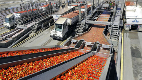 אספקת הקטשופ בסכנה: משבר האקלים מרסק את מעצמת העגבניות בקליפורניה