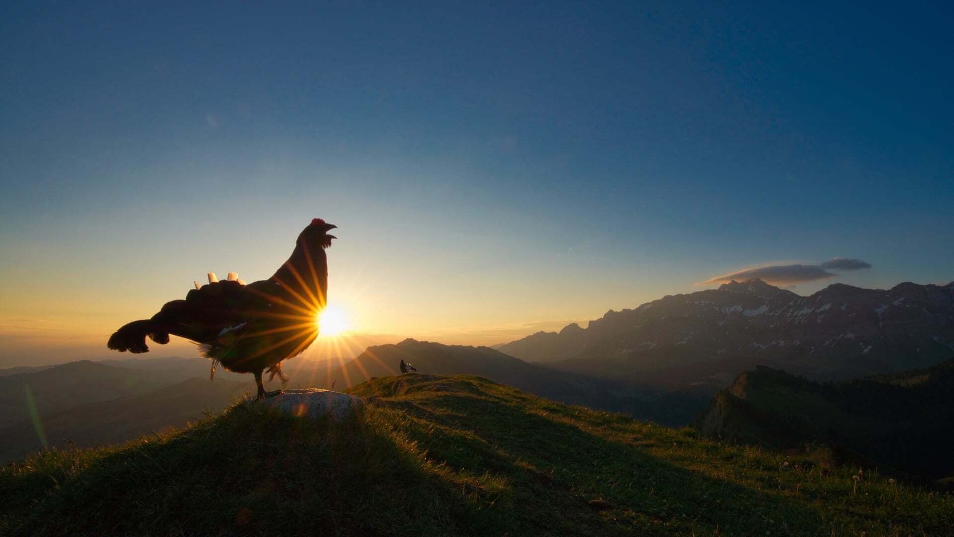 צילום: Levi Fitze /2021 bird photographer of the year צילום: Levi Fitze /2021 bird photographer of the year