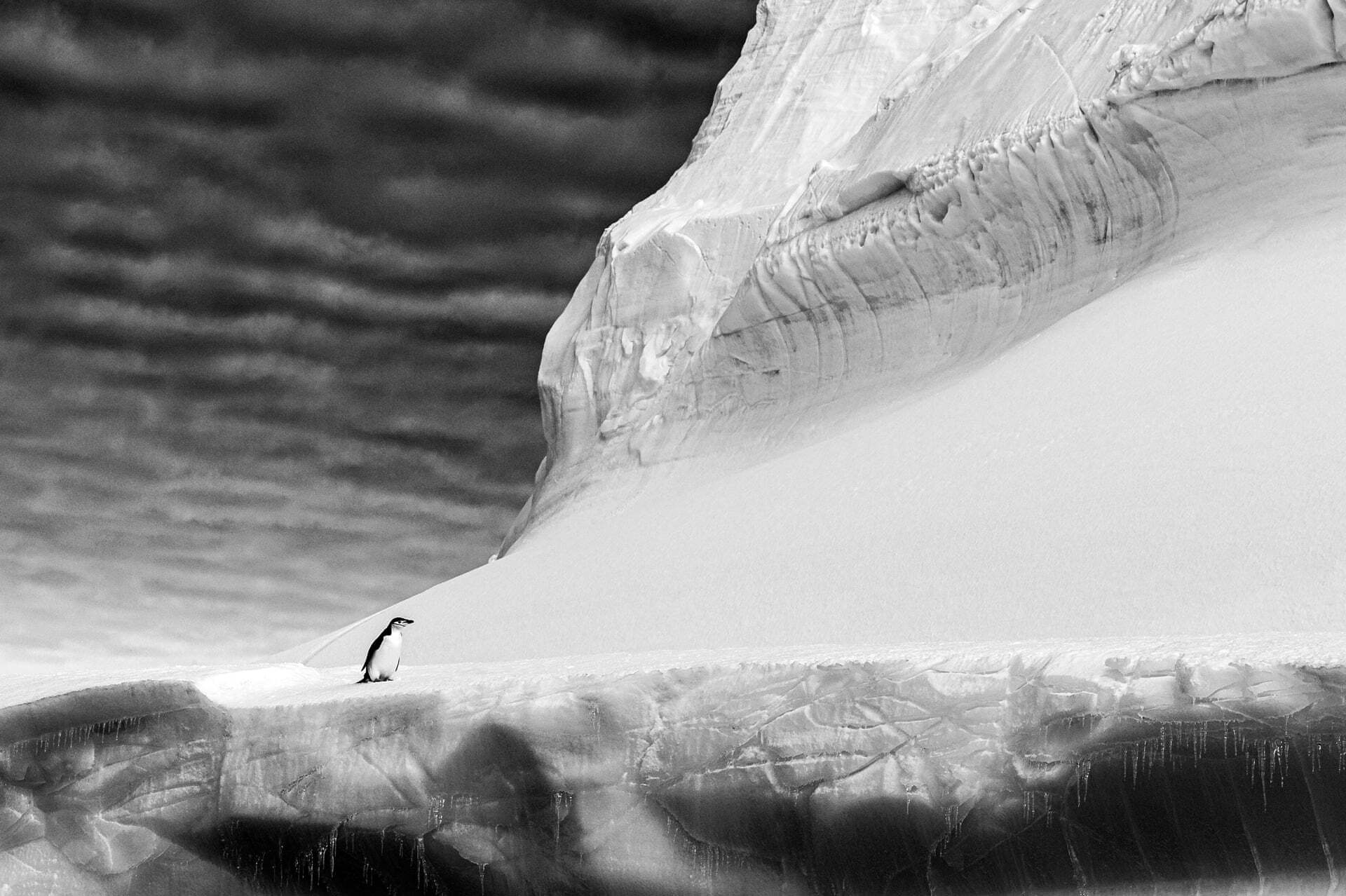 צילום: Renato Granieri /2021 bird photographer of the year צילום: Renato Granieri /2021 bird photographer of the year