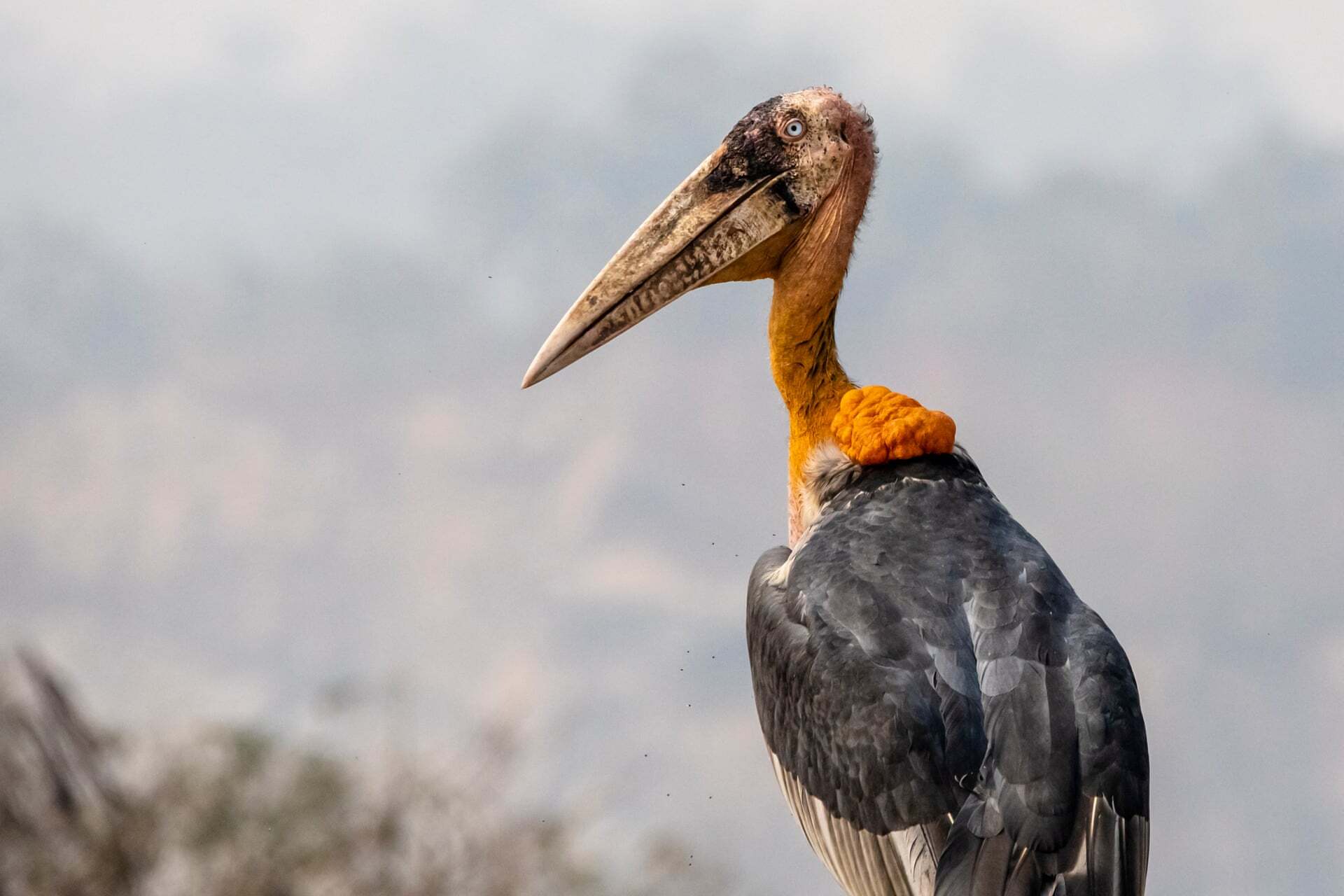 צילום: Carla Rhodes /2021 bird photographer of the year צילום: Carla Rhodes /2021 bird photographer of the year