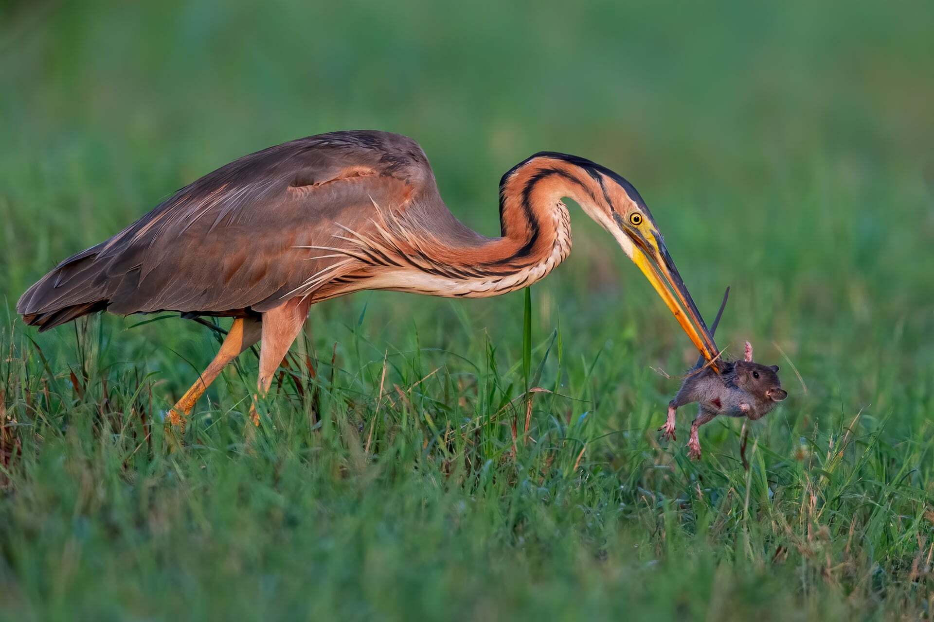 צילום: Massimiliano Apollo /2021 bird photographer of the year צילום: Massimiliano Apollo /2021 bird photographer of the year