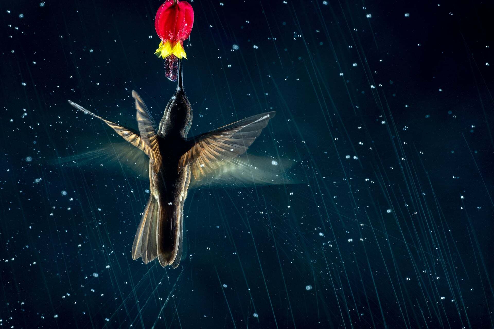 צילום: Nicolas Reusens /2021 bird photographer of the year צילום: Nicolas Reusens /2021 bird photographer of the year