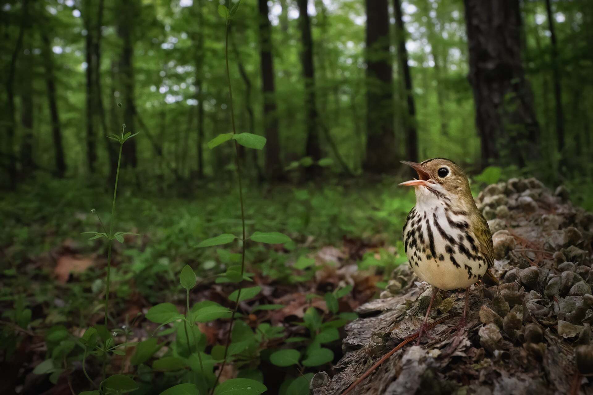 צילום: oshua Galicki /2021 bird photographer of the year צילום: oshua Galicki /2021 bird photographer of the year