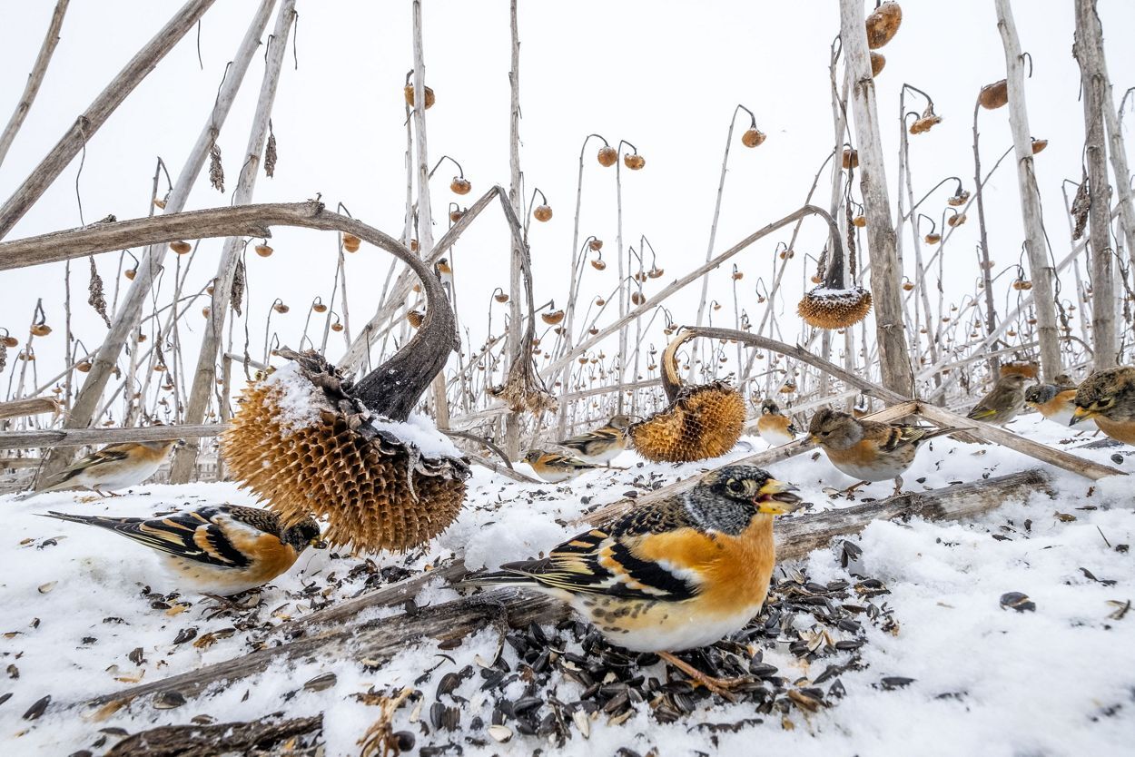 צילום: Mateusz Piesiak/TNC Photo Contest 2021 צילום: Mateusz Piesiak/TNC Photo Contest 2021
