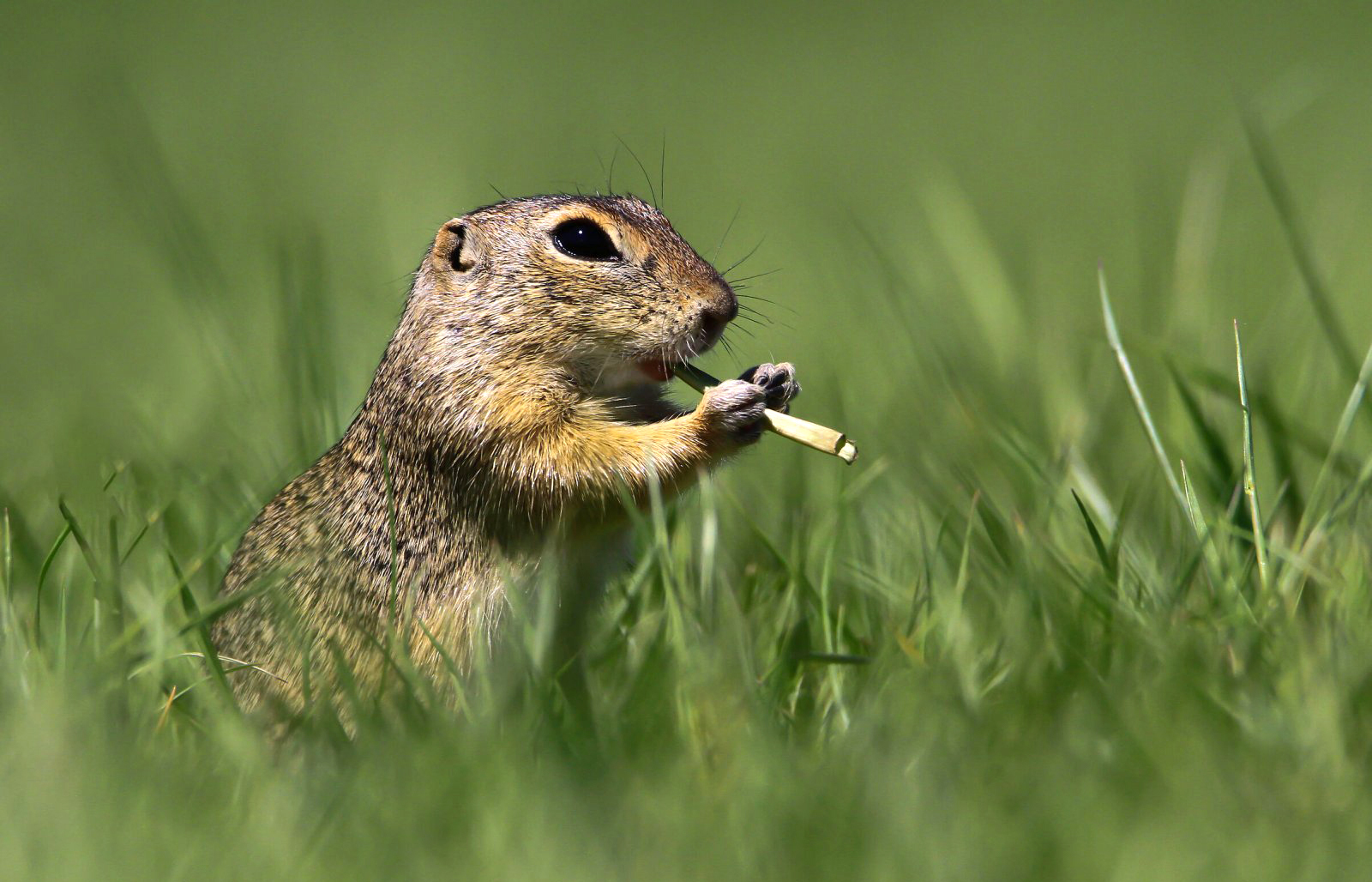 צילום: / comedywildlifephoto.com Roland kranits צילום: / comedywildlifephoto.com Roland kranits