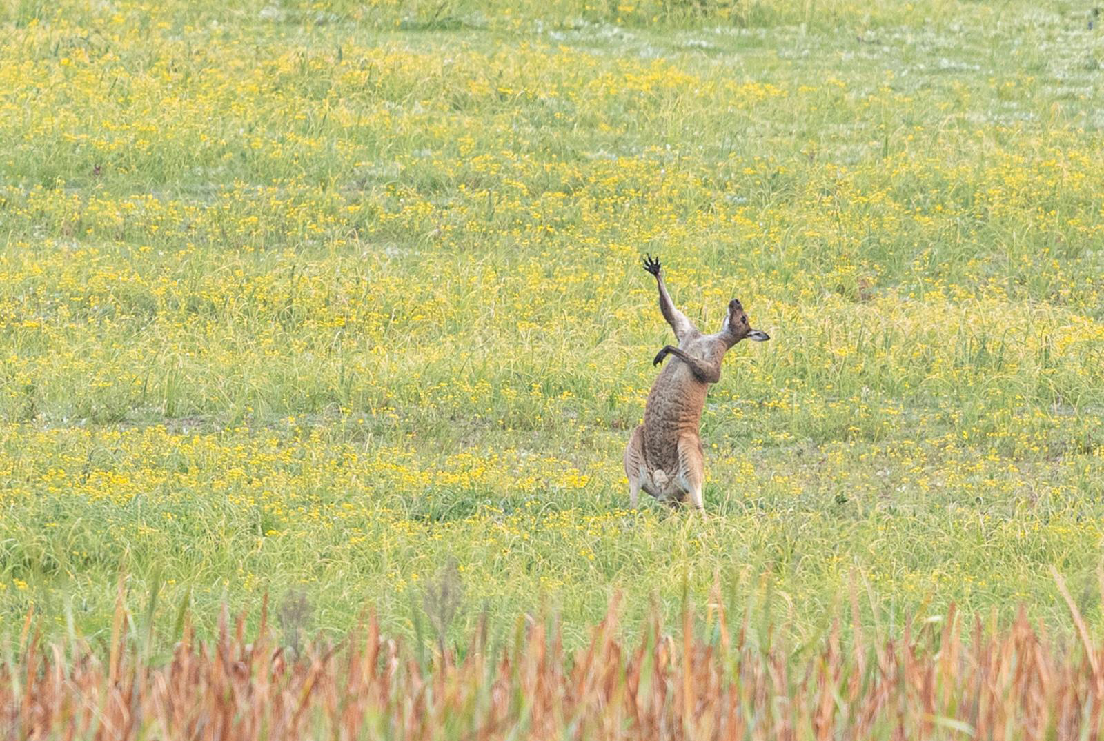 צילום: Lea Scaddan / comedywildlifephoto.com צילום: Lea Scaddan / comedywildlifephoto.com