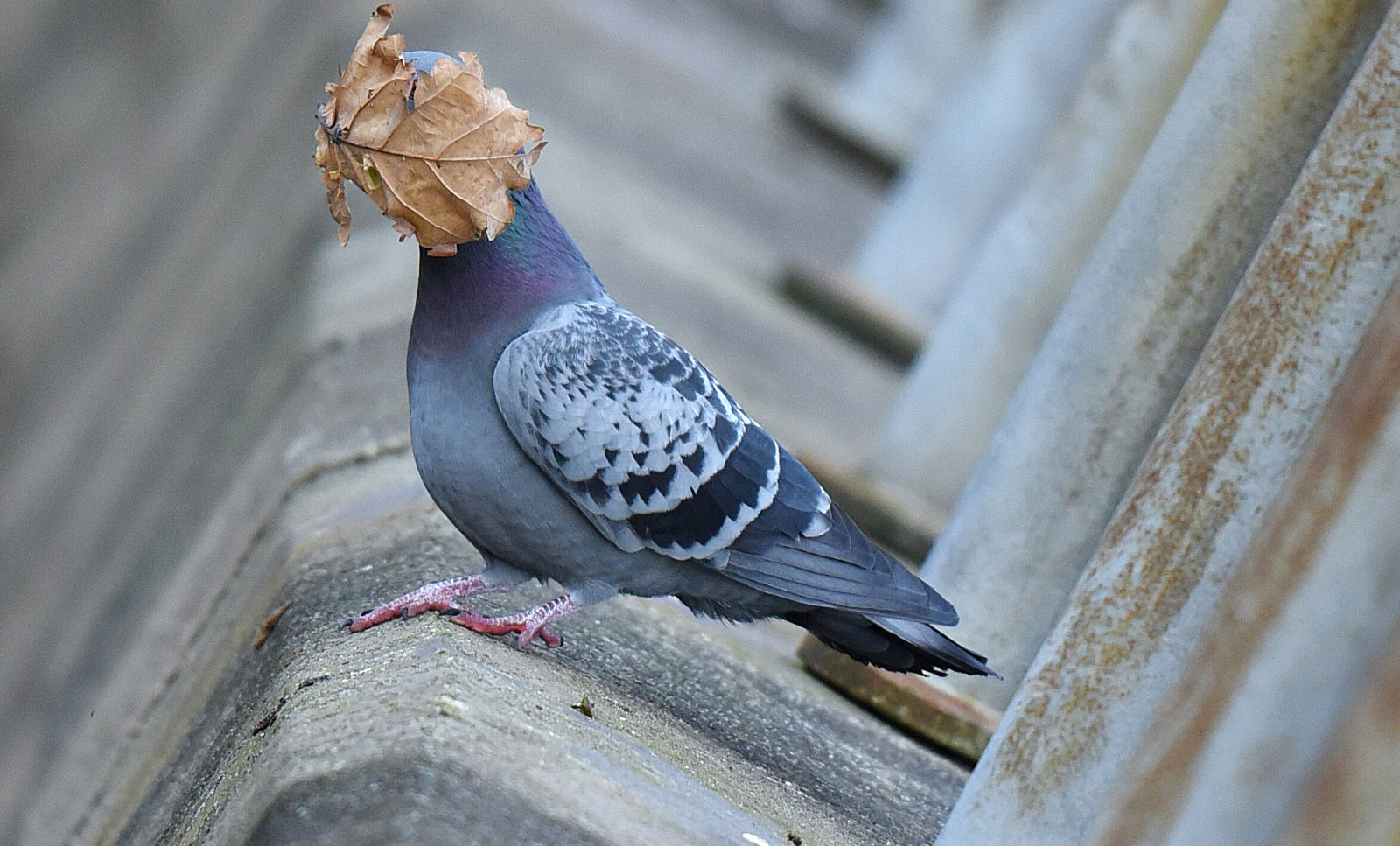 צילום: John Spelrs / comedywildlifephoto.com צילום: John Spelrs / comedywildlifephoto.com