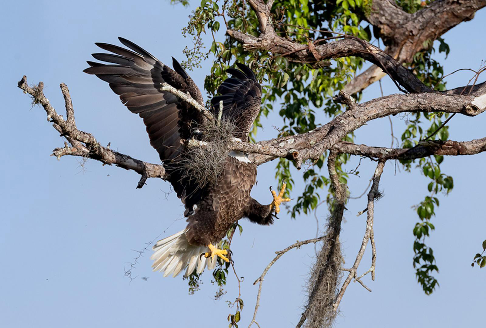 צילום: David Appley / comedywildlifephoto.com צילום: David Appley / comedywildlifephoto.com