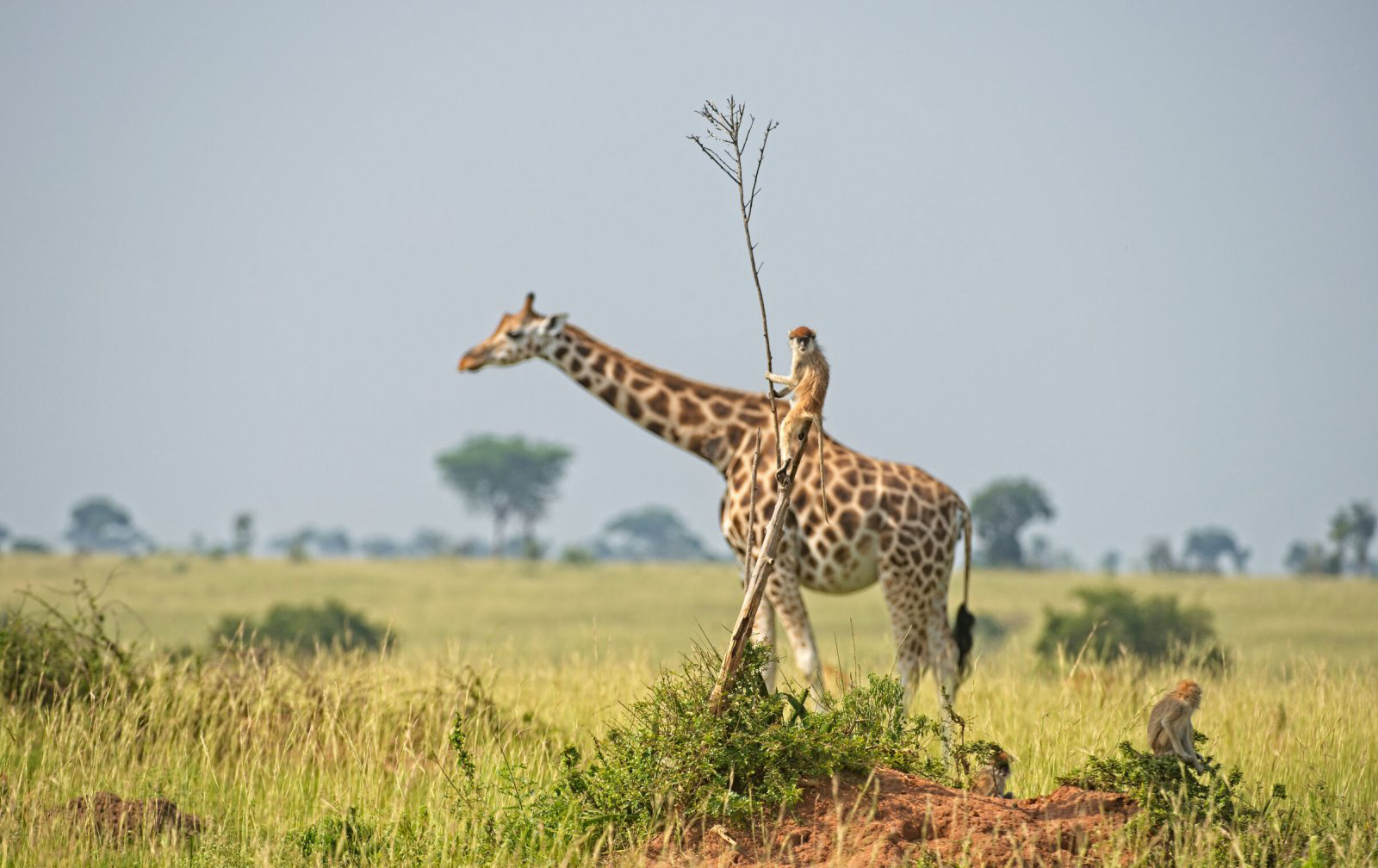 צילום: Dirk Jan Steehouwer / comedywildlifephoto.com צילום: Dirk Jan Steehouwer / comedywildlifephoto.com