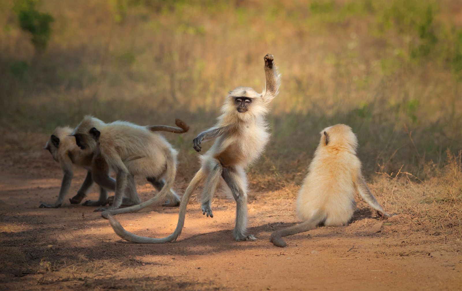 צילום: Sarosh Lodhi / comedywildlifephoto.com צילום: Sarosh Lodhi / comedywildlifephoto.com